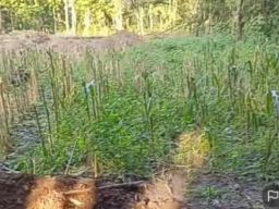 Operasi Tambang Galian C Di Desa Ringintunggal Ditolak Warga