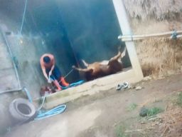 Ada Tempat Jagal Sapi Diduga Ilegal di Desa Bangsri
