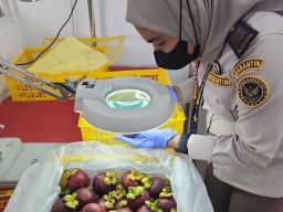 Buah Manggis Asal Sumatera Utara Diekspor ke China