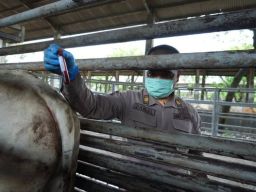 Barantin Pastikan 2.797 Sapi Impor Sehat