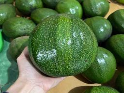 Sukses Berbisnis Alpukat