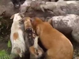 Jualan Anjing di Banyuwangi, Samiji Berurusan dengan Polisi