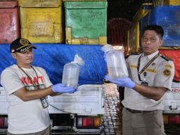 Karantina Sumatera Selatan Hentikan Peredaran Benur Udang Windu Ilegal