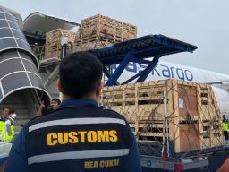 Pemerintah Impor 834 Ekor Bibit Domba dari Australia