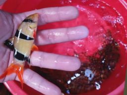 Syarat Pengiriman Ikan Botia dari Jambi ke Luar Daerah