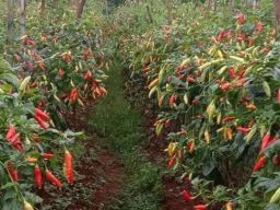 Tips Budidaya Cabe Supaya Buahnya Lebat