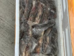 Daging Tikus, Kelelawar dan Musang Hendak Diselundupkan ke Tomohon