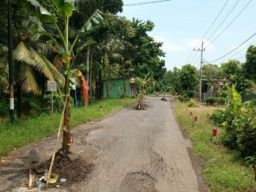 Jalan Rusak yang Tak Kunjung Diperbaiki Ditanami Pisang oleh Warga Desa Ringentelu