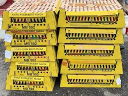 Pengiriman Ribuan Ekor DOC ke Batam Gagal