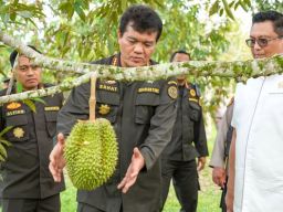 Durian Parigi Moutong Diekspor ke Tiongkok