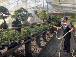Ekspor Bonsai di Jawa Tengah Meningkat 1.700 Pohon