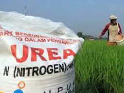 Pemuda Garuda Bersatu Temukan Kios Jual Pupuk Bersubsidi di Atas HET di Tuban