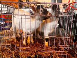 Karantina Aceh Musnahkan Hewan dan Tumbuhan Ilegal