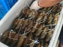 Kepiting Bakau dari Kepulauan Riau Diekspor ke China