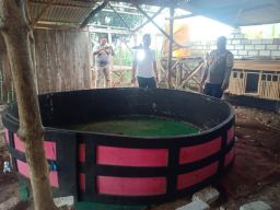 Sabung Ayam di Desa Siwalan Digrebek Petugas Polsek Panceng