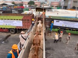 Ribuan Ekor Sapi Impor Australia Tiba di Pelabuhan Tanjung Priok