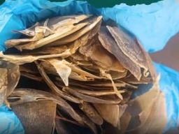 Penyelundupan Sisik Trenggiling Dibongkar Satgas Pamtas Yonkav