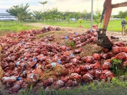 Lantamal XII Pontianak Musnahkan 47 Ton Bawang Bombai Ilegal