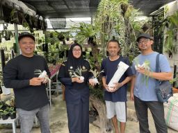 CV Anggora Nursery Ekspor Tanaman Platycerium Willinckii ke Jepang