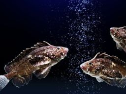 CV Yong Fisheries Ekspor 5 Ton Kerapu ke Hongkong