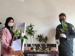 Tanaman Hias dan Bibit Tanaman Buah dari Jember Diekspor ke Berbagai Negara