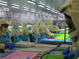 Lowongan Quality Control di PT Fresh On Time Seafood