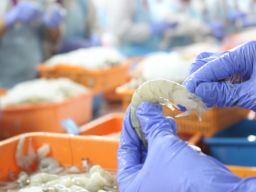 Lowongan Kerja di PT Fresh On Time Seafood