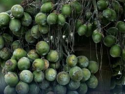 PT Karya Lestari Khatulistiwa Ekspor Buah Pinang ke Maladewa