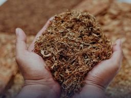 PT Taru Martani Ekspor Tembakau Iris ke Jepang