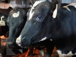 1.250 Ekor Sapi Perah Asal Australia Masuk Jawa Timur