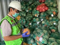 Karantina Sulawesi Selatan Sertifikasi Ekspor Kelapa Bulat Menuju Malaysia