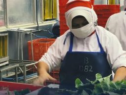 PT Java Agritech Ekspor 72 Ton Wasabi Produksi ke Jepang