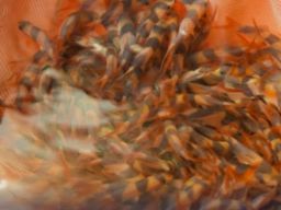 Tirta Haring Borneo Ekspor Ikan Hias ke Singapura