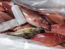 Komoditas Perikanan dari Sulawesi Selatan Diekspor ke China