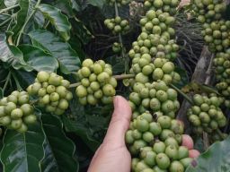 Perusahaan Buyer asal Kanada yang Sering Impor Biji Kopi Robusta