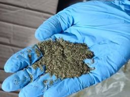 100 Kg Kratom Diekspor ke India dari Banten