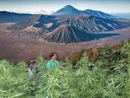 Ladang Ganja di Lereng Kaldera Tengger