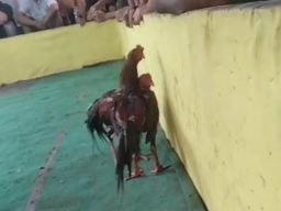 Arena Sabung Ayam di Sedati Digrebek Polsek Sedati dan TNI