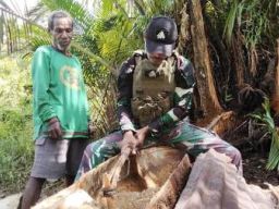 Satgas Yonif Qurata Yudha Bantu Warga Papua Mengolah Sagu