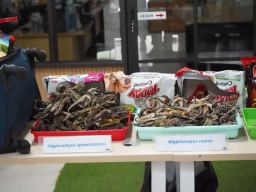 Karantina Kepulauan Riau Bersinergi Gagalkan Penyelundupan Kuda Laut Kering