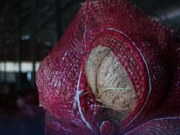 PT Amalia Barokah Indonesia Ekspor 126,6 Ton Kelapa