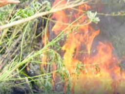 BNN Musnahkan 3 Hektar Ladang Ganja di Aceh