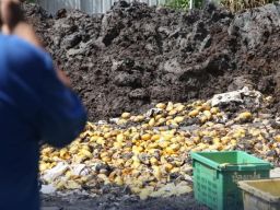 Denpom Pekanbaru Gagalkan Penyelundupan 1.400 Keranjang Mangga Thailand