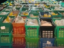 Bea Cukai Gagalkan Pemasukan 15 Ribu Kilogram Mangga Ilegal ke Indragiri Hilir