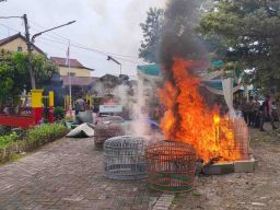 Polsek Lakarsantri Musnahkan Barang Bukti Kasus Sabung Ayam
