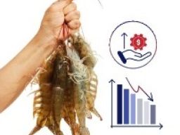 Strategi Disaat Harga Udang Turun