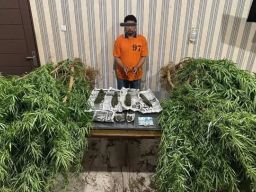 Dua Petani Diciduk Satres Narkoba Polres Tanah Karo di Desa Lingga