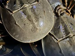 Bea Cukai Teluk Nibung Gagalkan Penyelundupan 1.519 Ekor Belangkas ke Malaysia