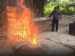 Arena Sabung Ayam di Desa Kesamben Kulon Digrebek Polsek Wringinanom