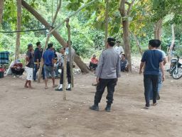 Polsek Lambu Bongkar Arena Sabung Ayam di Desa Melayu